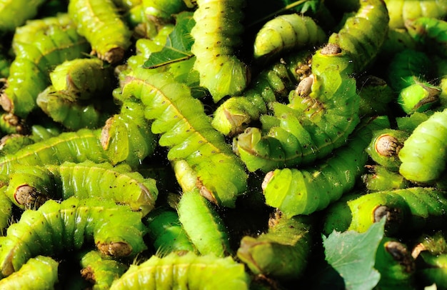 Gusanos de seda verdes ricos en proteínas para comer en el noreste de China