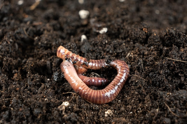 Gusanos de tierra en el suelo de cerca Visión macro