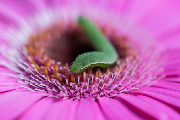 Gusanos verdes en flores rosadas