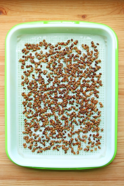 Gut eingeweichte Spinatsamen werden auf einer Matte in einer hydroponischen Microgreens-Anzuchtschale ausgebreitet