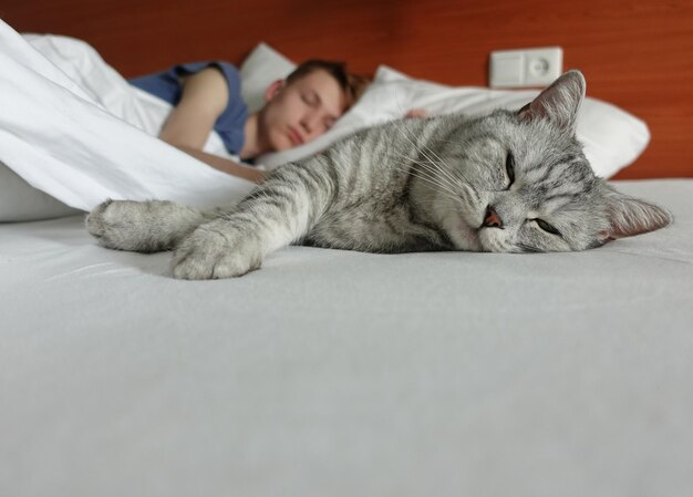 Guy se acuesta en la cama con un gato Scottish Fold