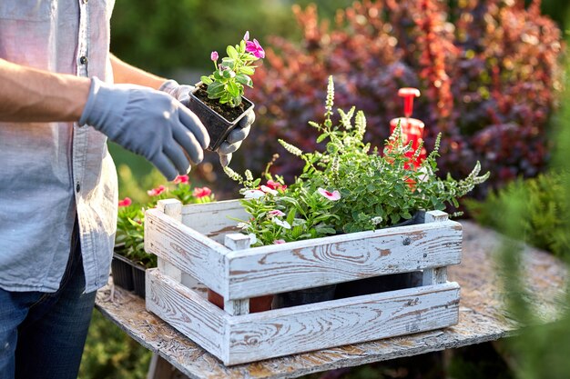 Guy jardinero en guantes de jardín pone las macetas con plántulas en la caja de madera blanca sobre la mesa en el maravilloso vivero-jardín en un día soleado. .