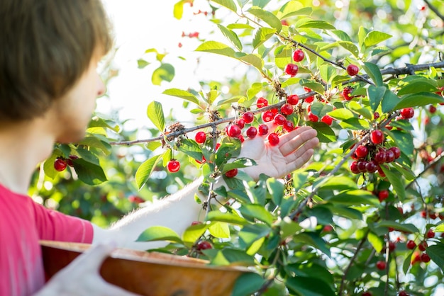 Foto guy reißt reife rote kirschen vom baum in den korb cherry harvest