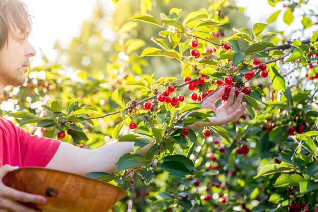 Foto guy reißt reife rote kirschen vom baum in den korb cherry harvest