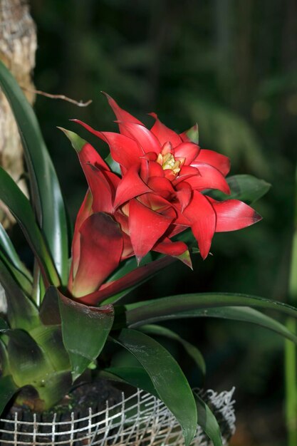 Guzmania en el jardín de primavera