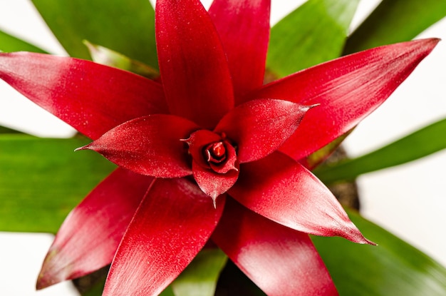 Guzmania sanguined Eine Zimmerpflanze aus der Familie der Bromelien Draufsicht