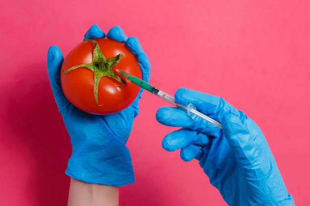 GVO-Wissenschaftler, der grüne Flüssigkeit von der Spritze in rote Tomate einspritzt