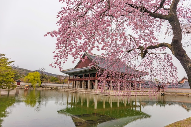 Gyeongbokgung Palast mit Kirschblüte im FrühjahrSeoulSüdkorea