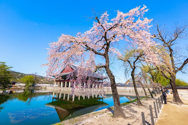 Gyeongbokgung Palast mit Kirschblütenbaum im Frühling in Seoul, Südkorea