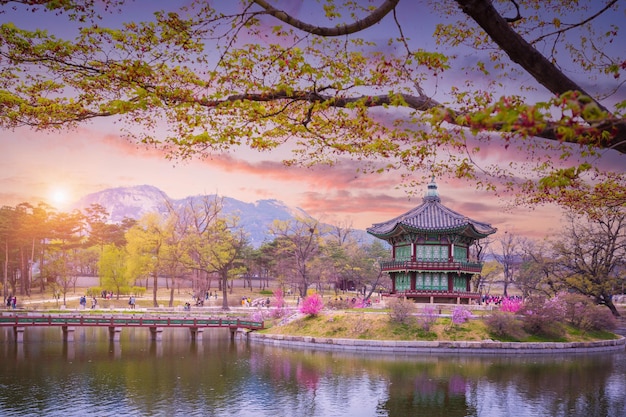 Foto gyeongbokgung palast mit kirschblütenbaum im frühling in seoul, südkorea