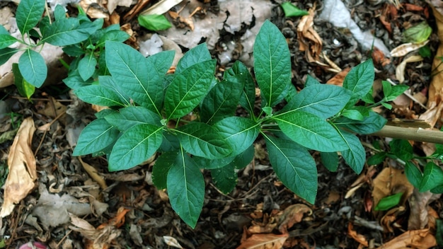 Gymnanthemum extensum planta en un huerto