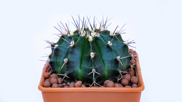 Foto gymno cactus ou nome completo gymnocalycium grande cactus espinhoso de cor verde completa em um pote de plástico castanho com contas de barro espalhadas sobre um fundo branco