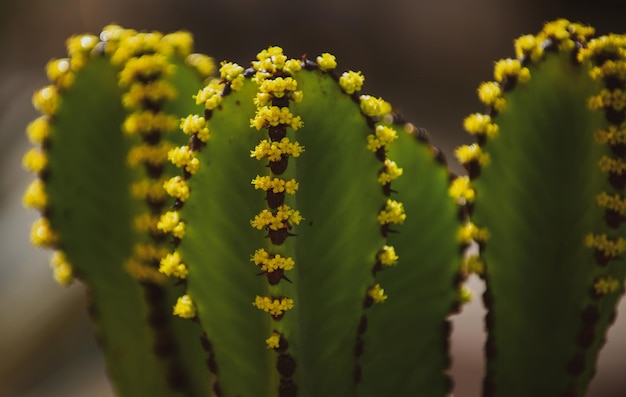Gymnocalycium cactus cactus en el desierto backdround cactus o patrón de cactaceae