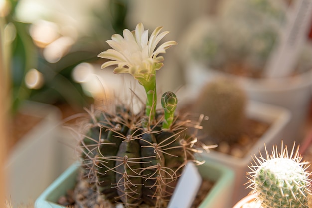 Foto gymnocalycium, hermosa flor de cactus con fondo de luz natural, este género es de rápido crecimiento y fácil de criar. la mayoría tienen baúl o llave redonda.