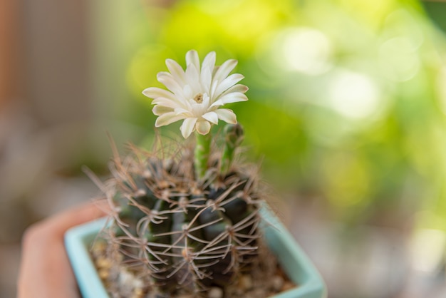 Foto gymnocalycium, hermosa flor de cactus con fondo de luz natural, este género es de rápido crecimiento y fácil de criar. la mayoría tienen baúl o llave redonda.