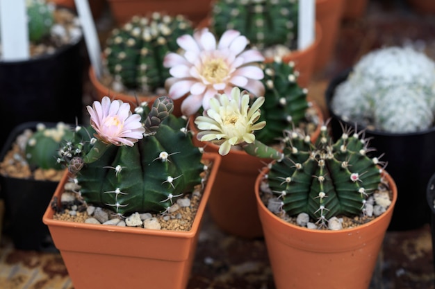 Gymnocalycium-Kaktusblumen auf Holztisch