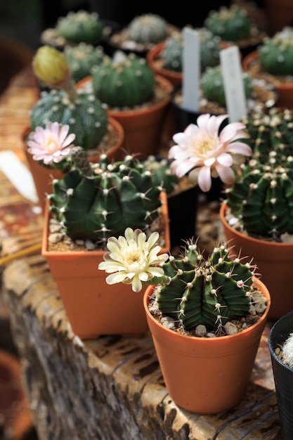 Gymnocalycium-Kaktusblumen auf Holztisch