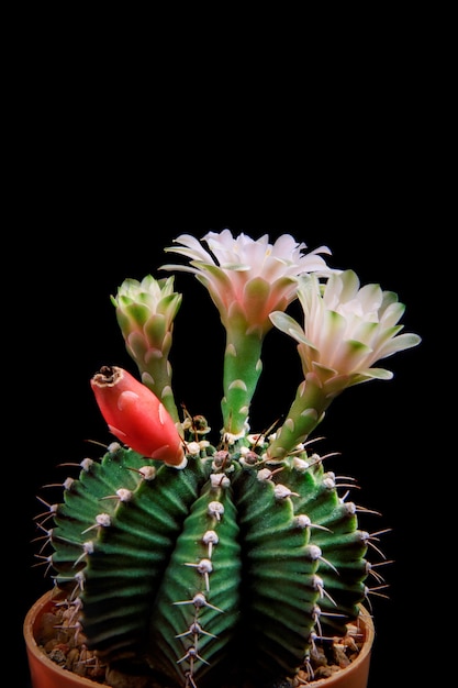 Gymnocalycium mahanovichii con flor contra un fondo oscuro