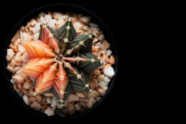 Gymnocalycium mihanovichii. Cacto bonito no fundo preto.