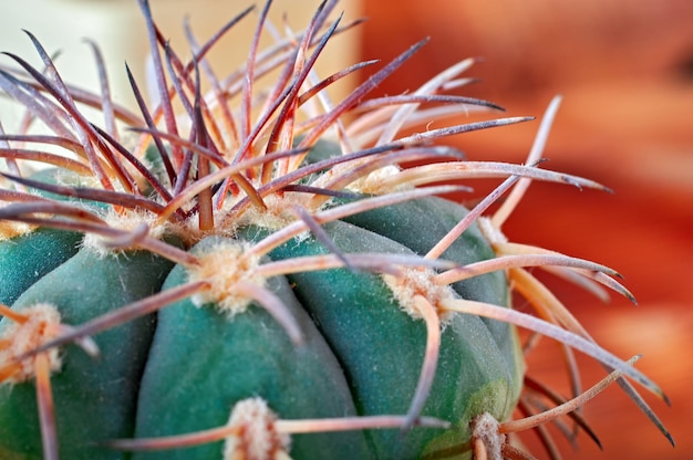 Gymnocalycium Nahaufnahme stacheliger grüner Kaktus mit langen Nadeln