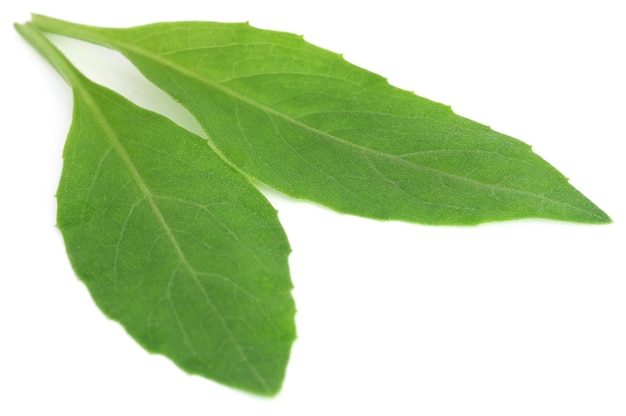 Gynura procumbens, bekannt als langlebiger Spinat, wird als Kräutermedizin für viele Krankheiten verwendet