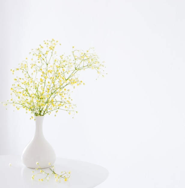 Gypsophila amarillo en jarrón blanco sobre fondo blanco.