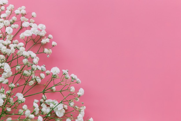 Foto gypsophila flor blanca del aliento del bebé en rosa pastel