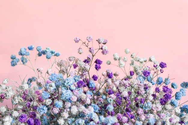 Gypsophila flores sobre fondo rosa