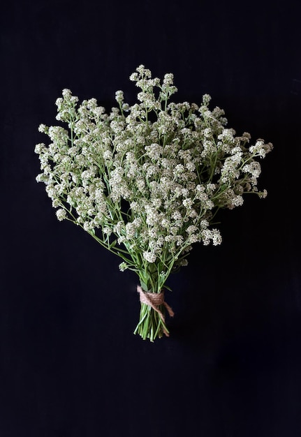 Gypsophila isolado em fundo preto Profundidade de campo superficial Foco seletivo