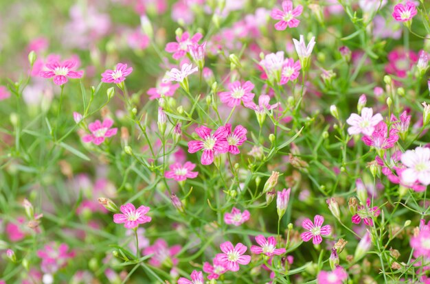 Gypsophila