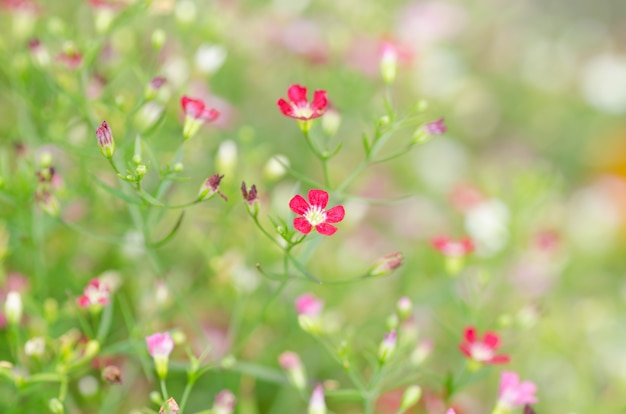 Gypsophila