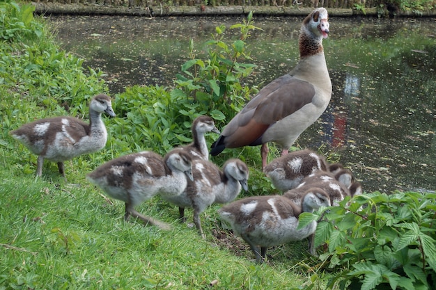 Ägyptische Gänse (Alopochen aegyptiacus) mit Gänschen