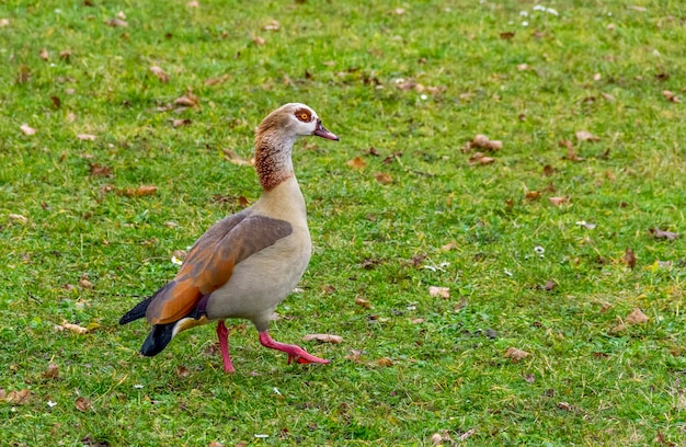 Ägyptische Gans