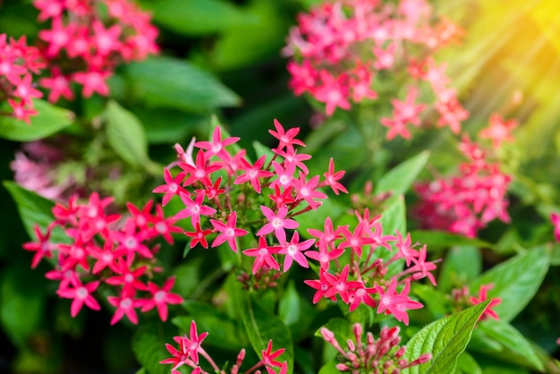 Ägyptischer Sternhaufen; Sternblume