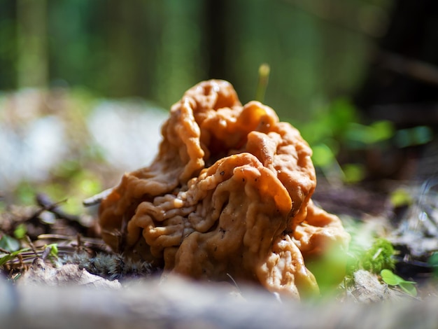 Gyromitra gigas Allgemein bekannt als Schneemorchel, Schneemorchel, Kalbshirn oder Stiernase, Frühlingswaldpilze