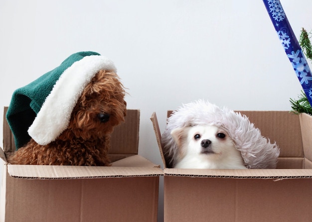 Há dois cachorros em duas caixas de papelão, um pomerano e um poodle com chapéus.