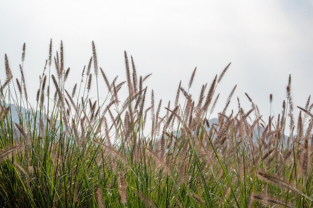 Há grandes extensões de grama Dogtail no campo