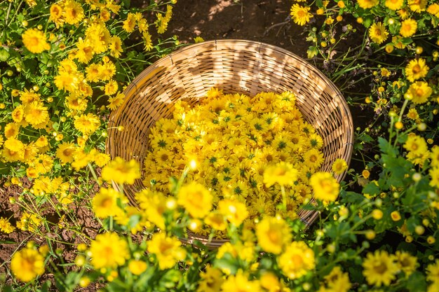 Há muitas flores de crisântemo na cesta prontas para serem feitas em chá