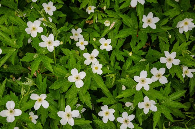 Há muitas margaridas brancas entre a grama verde.