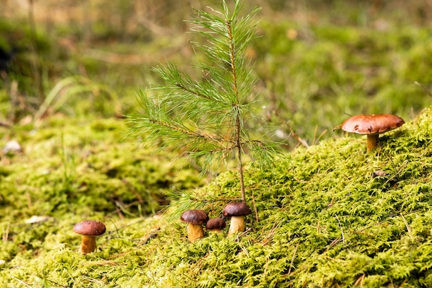 Há muitos cogumelos deitados na floresta em musgo verde Muitos cogumelos de musgo poloneses