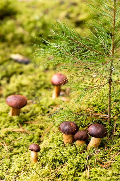 Há muitos cogumelos deitados na floresta em musgo verde Muitos cogumelos de musgo poloneses