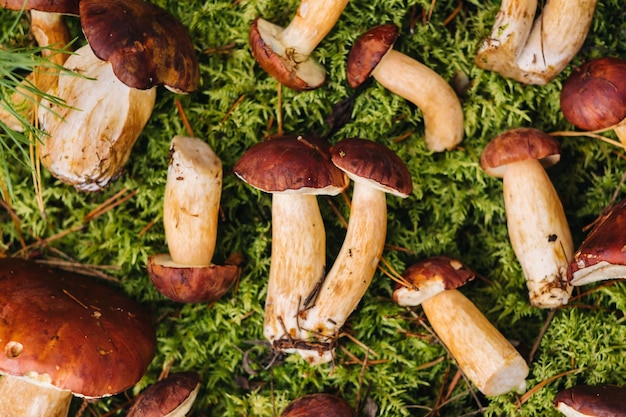 Há muitos cogumelos deitados na floresta em musgo verde Muitos cogumelos de musgo poloneses