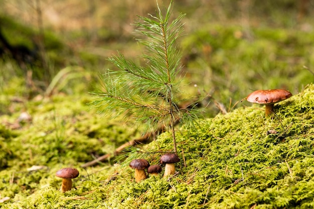 Há muitos cogumelos deitados na floresta em musgo verde Muitos cogumelos de musgo poloneses