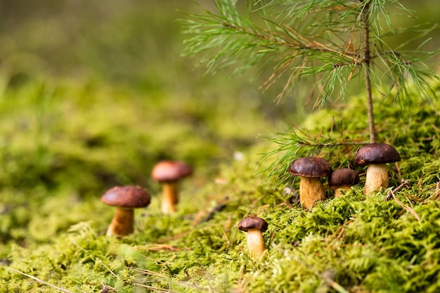 Há muitos cogumelos deitados na floresta em musgo verde Muitos cogumelos de musgo poloneses