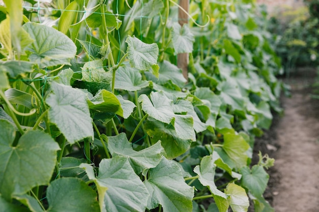 Há pepinos crescendo na horta no verão Entre o gramado está uma cama vertical de pepino