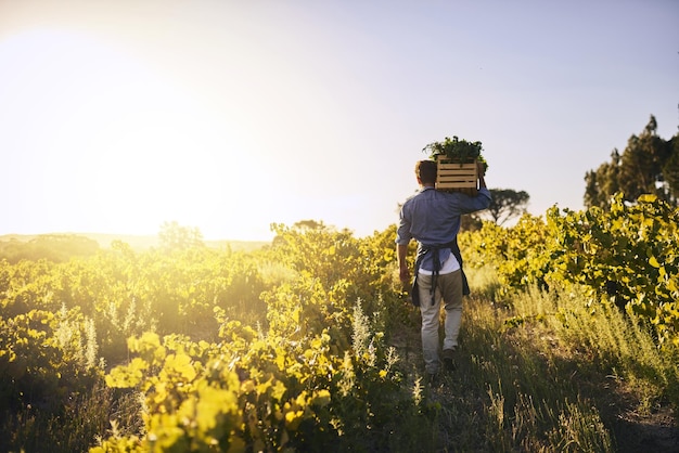 Ha recorrido un largo camino desde el comienzo de la temporada Vista trasera de un joven sosteniendo una caja llena de productos frescos en una granja