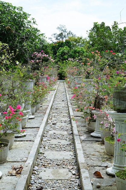 Foto há um jardim de flores ao longo da passarela.