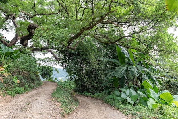 Há uma estrada de terra sob as árvores altas e velhas