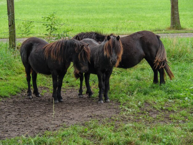 Haaksbergen in den Niederlanden