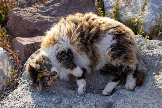 Foto haarige und pummelige streunende katze, die auf den felsen liegt